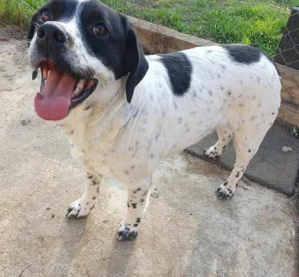 Freundlicher Toffee sucht seine Familie