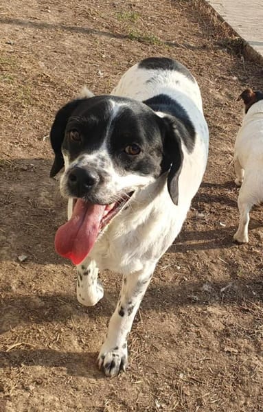 Freundlicher Toffee sucht seine Familie