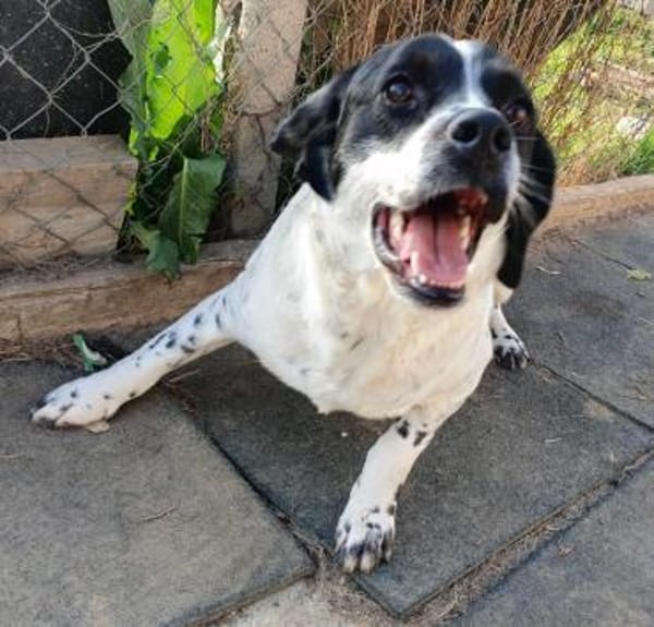 Freundlicher Toffee sucht seine Familie