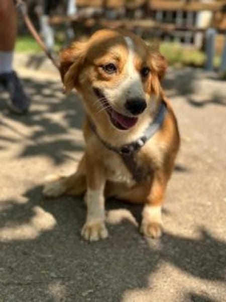 Pippa, zarte Hündin sucht ihr Zuhause