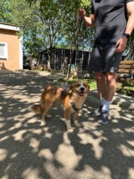 Pippa, zarte Hündin sucht ihr Zuhause