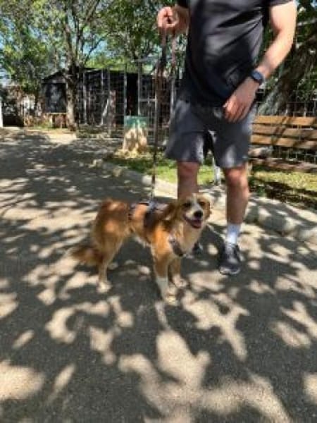 Pippa, zarte Hündin sucht ihr Zuhause