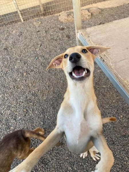 Dori