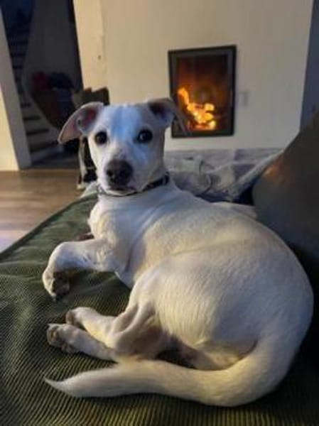 Manolo auf der Suche nach Glück 82284