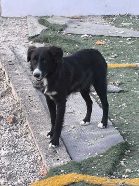 Lupo