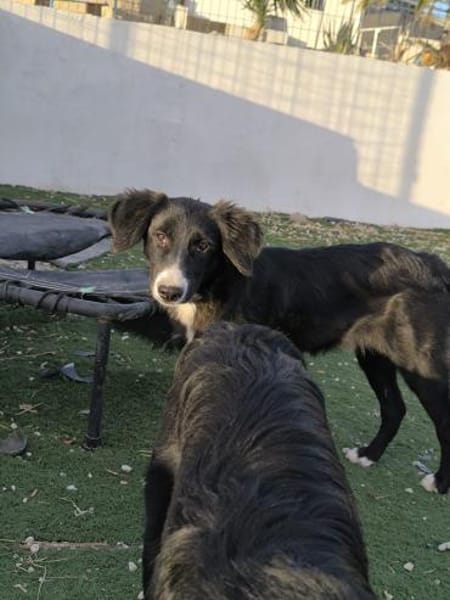 Lupo