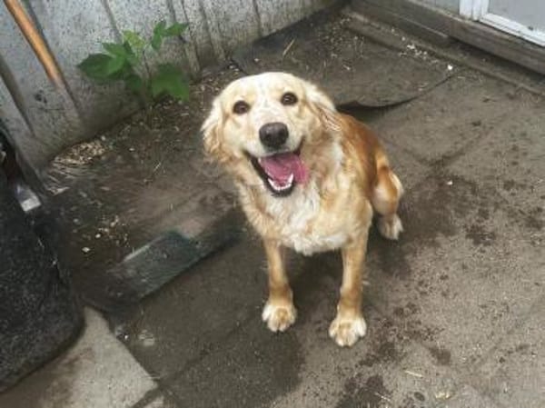 Wer hat ein Herz für Nala?