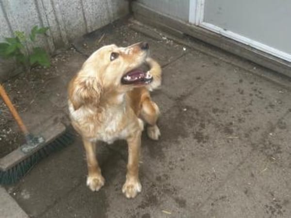 Wer hat ein Herz für Nala?