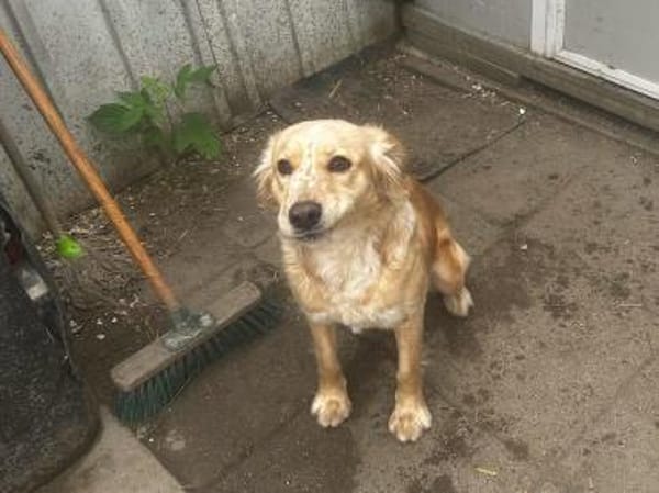Wer hat ein Herz für Nala?