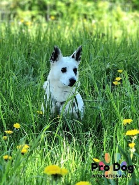 Aiko auf Pflegestelle