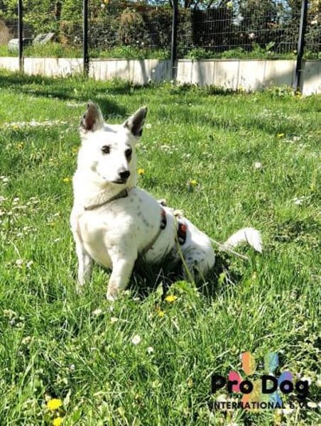 Aiko auf Pflegestelle