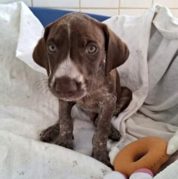 Jasper - junger Wilder sucht Zuhause