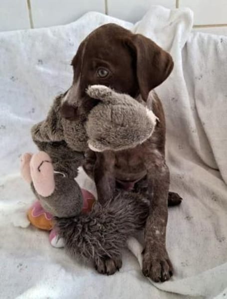 Jasper - junger Wilder sucht Zuhause