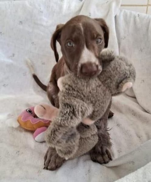 Jasper - junger Wilder sucht Zuhause