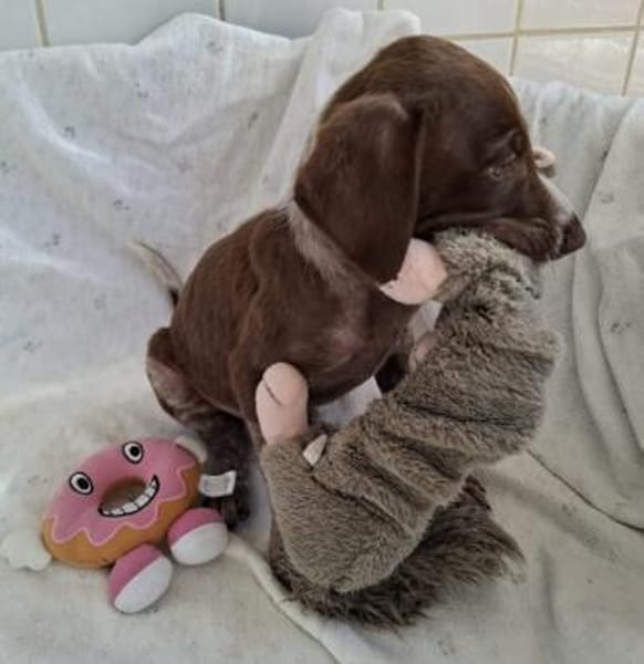 Jasper - junger Wilder sucht Zuhause