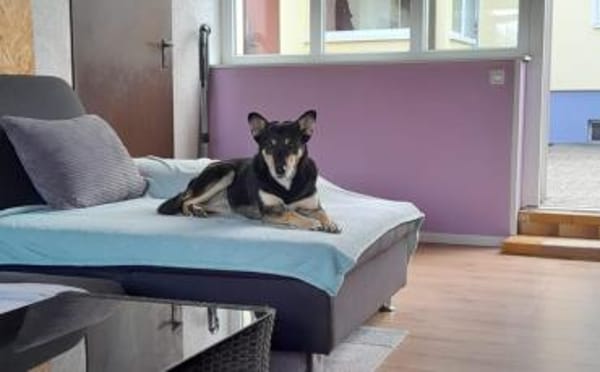 Wer schenkt Pearl ein Zuhause?