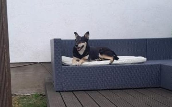 Wer schenkt Pearl ein Zuhause?