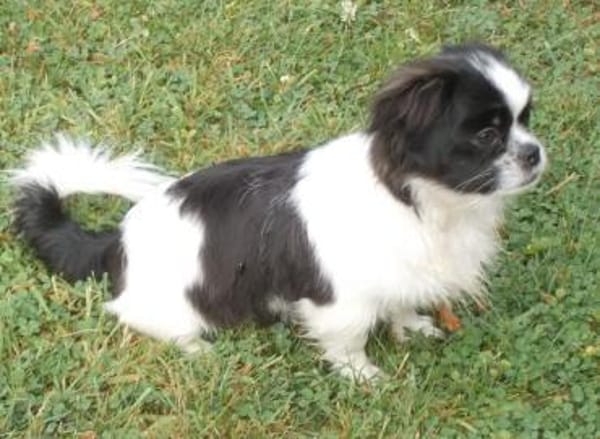 Barney in 47551 Bedburg-Hau #