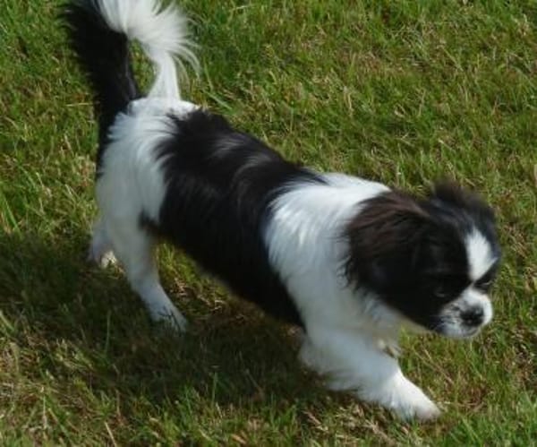 Barney in 47551 Bedburg-Hau #