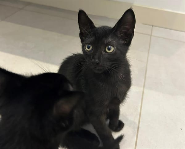 Dewey [Chaton]