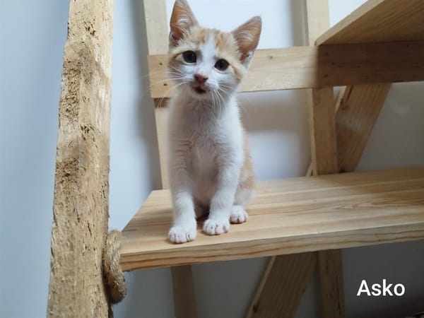 ASKO