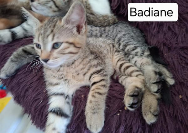 BADIANE QCT