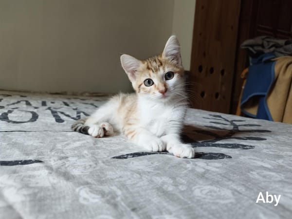ABY