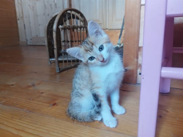 ABY