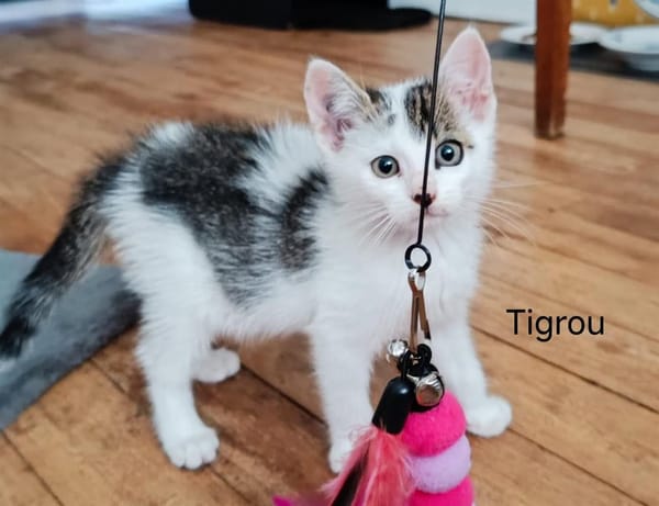 TIGROU