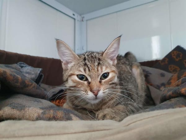 ATHENA