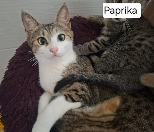 PAPRIKA QCT