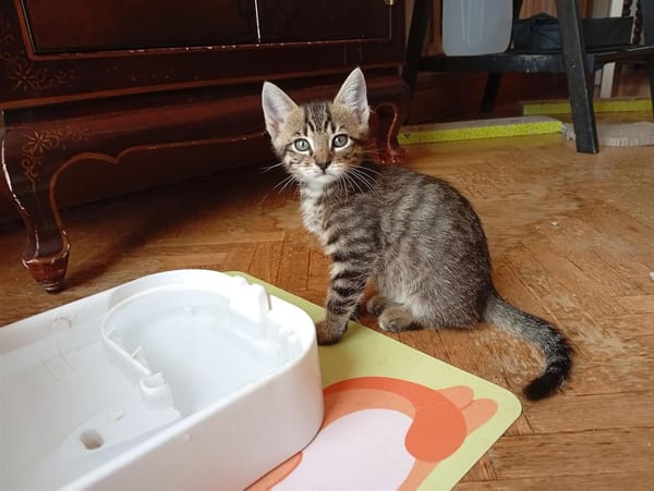 TOFU (PATOUNE) QCT