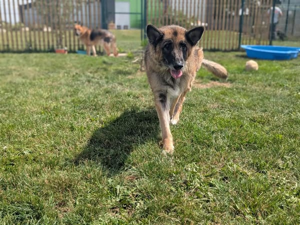 MAYA