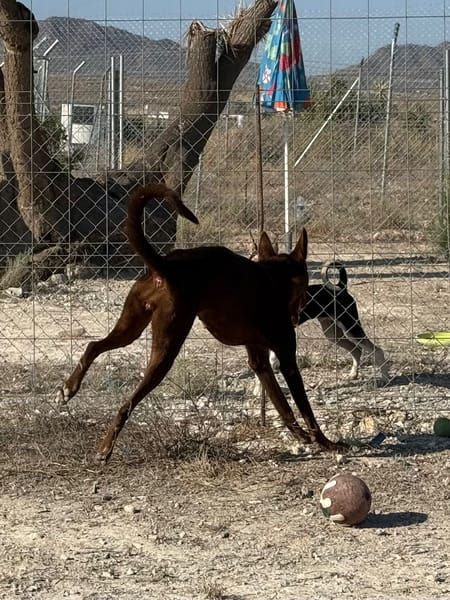 DOLORES (Maria)