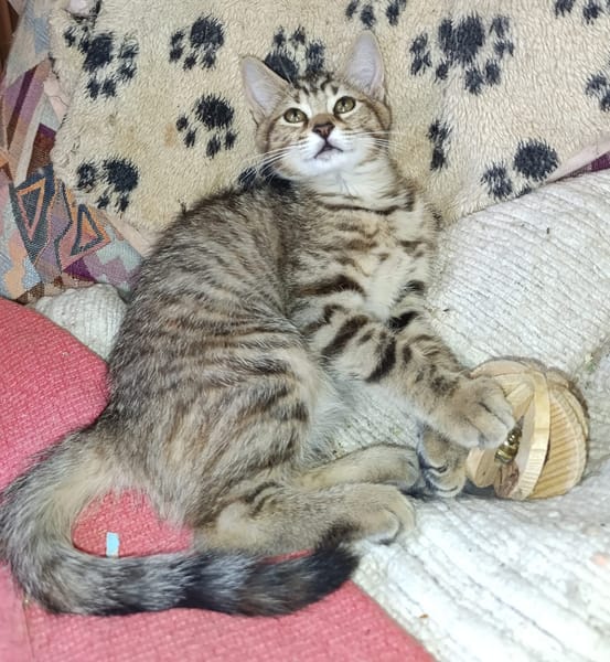 Bonnie