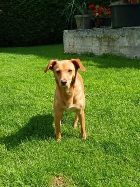 Sanfte Olgi 3 Jahre Mischling