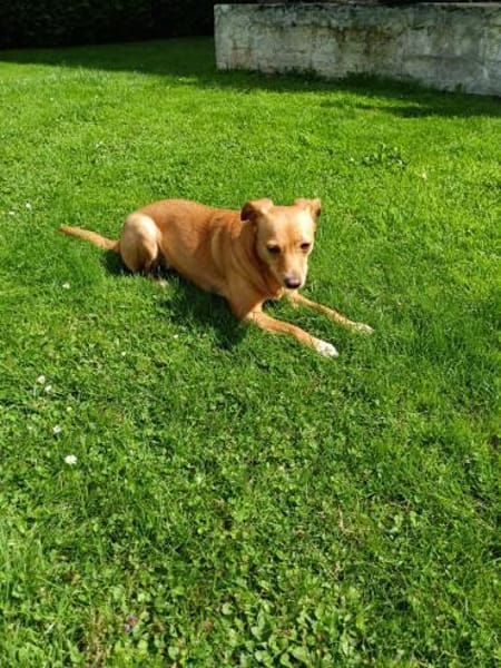 Sanfte Olgi 3 Jahre Mischling