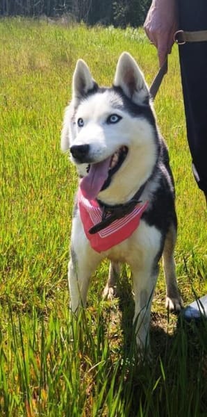 AMARA - junge clevere Husky-Hündin