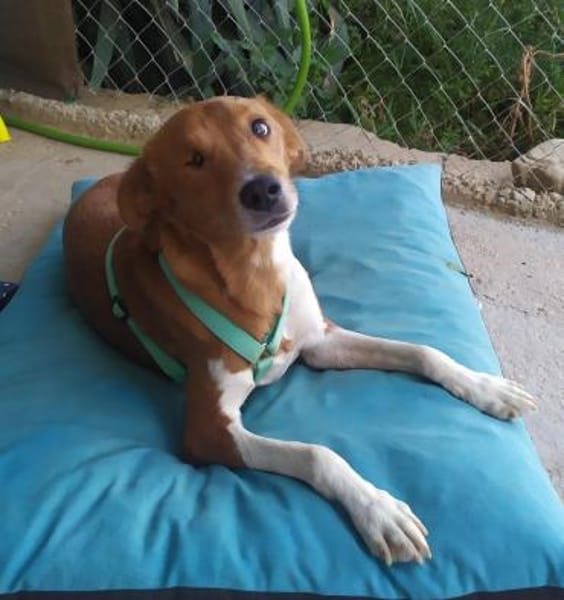 Willow - Patenschaft gesucht
