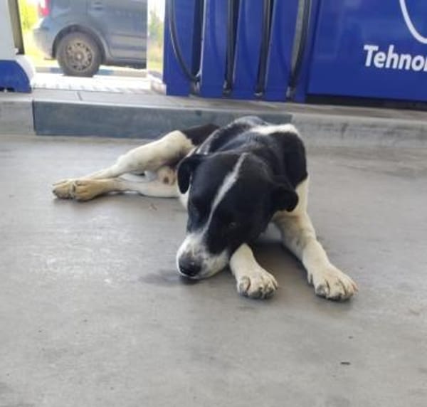Damiansucht ein schönes Zuhause