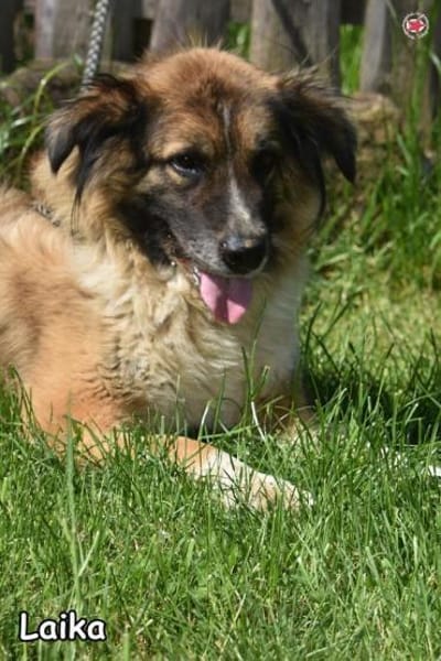 LAIKA