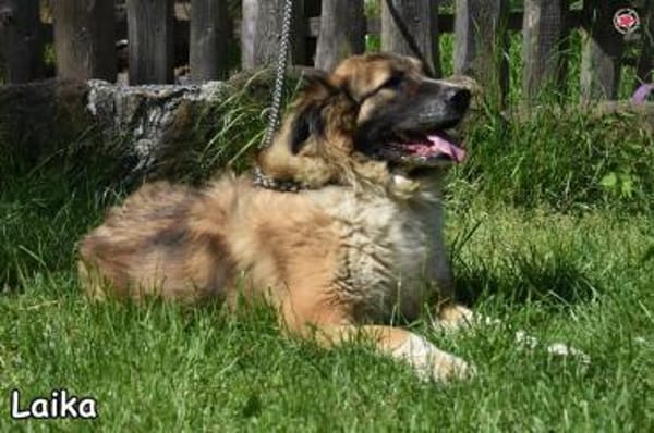 LAIKA