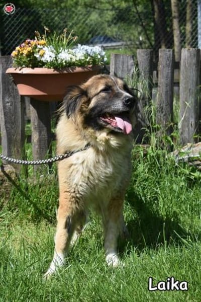 LAIKA