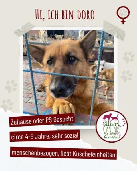 Doro sucht ab November ein zu Hause