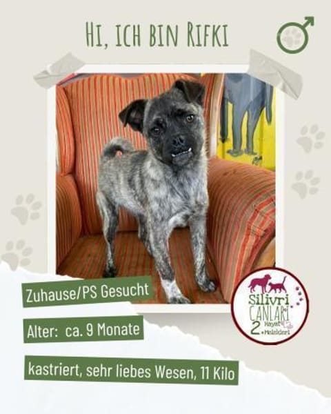 Rifki sucht ab November ein zu Hause