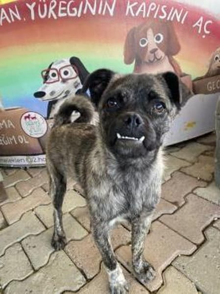Rifki sucht ab November ein zu Hause