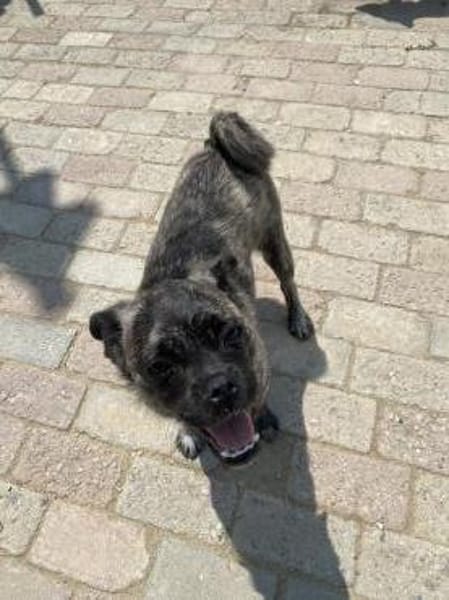 Rifki sucht ab November ein zu Hause