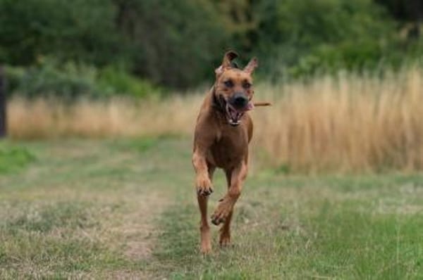 Schröder sucht seinen Endplatz