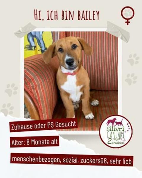 Kleine Bailey sucht ab Nov ein zu Hause