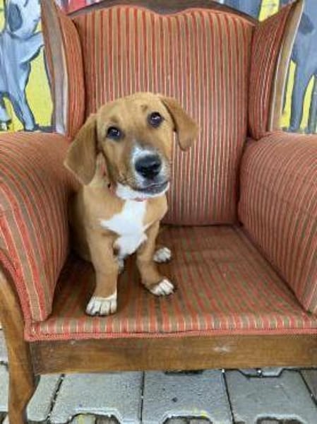 Kleine Bailey sucht ab Nov ein zu Hause